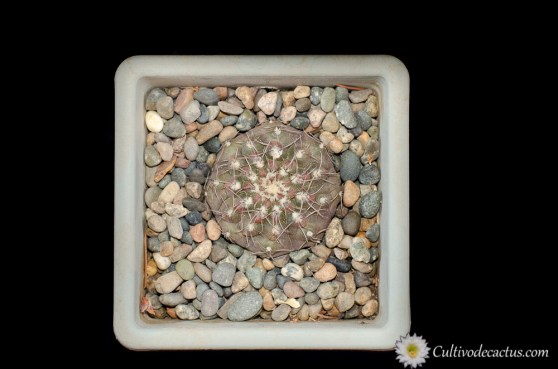 Gymnocalycium kieslingii fm. castaneum