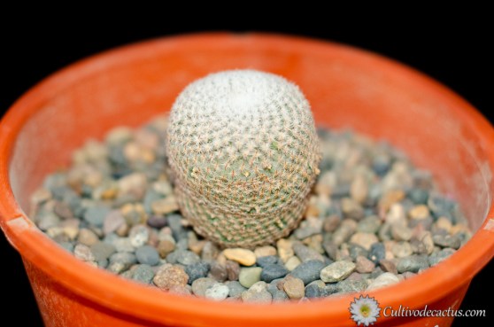 Mammillaria crucigera ssp. tlalocii