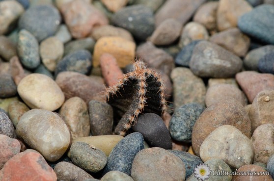 Peniocereus maculatus