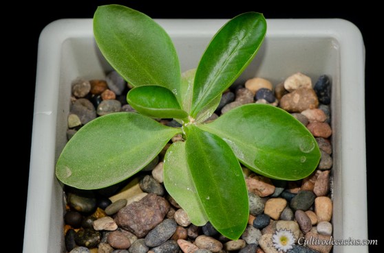Pereskia grandifolia