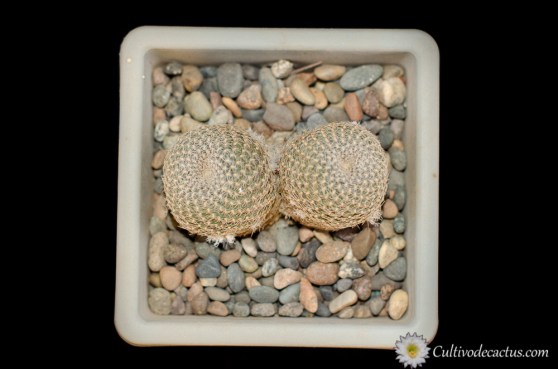 Rebutia heliosa var. condorensis