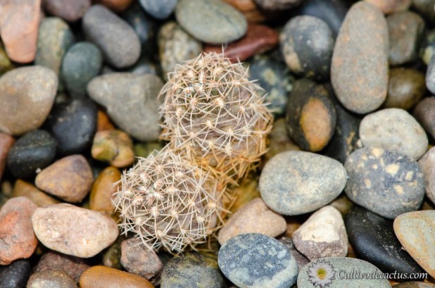 Rebutia mentosa ssp purpurea
