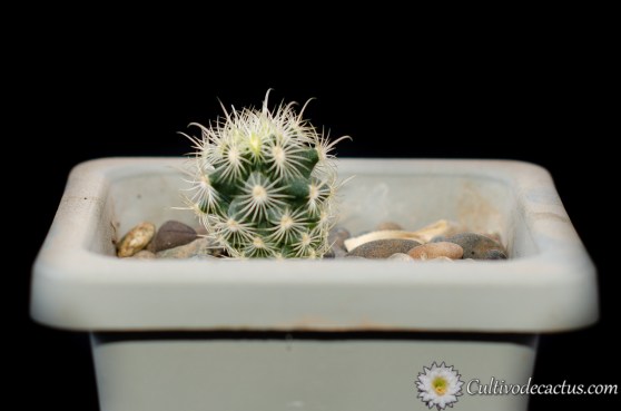 Sclerocactus scheeri var. megarhizus, 5 de Octubre de 2020