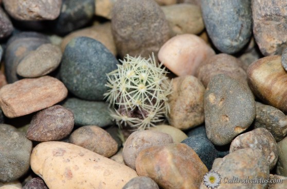 Sclerocactus scheeri var. megarhizus