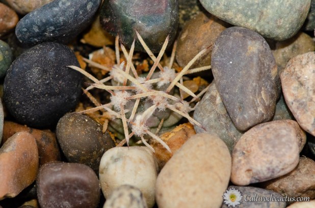 Sclerocactus uncinatus ssp uncinatus