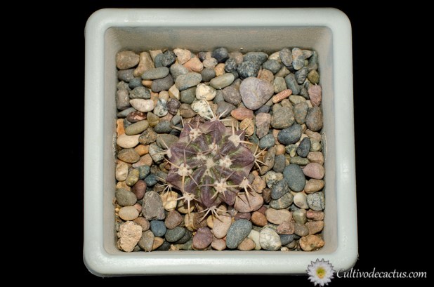 Echinopsis calorubra