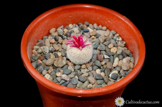 Epithelantha micromeris subs. greggii