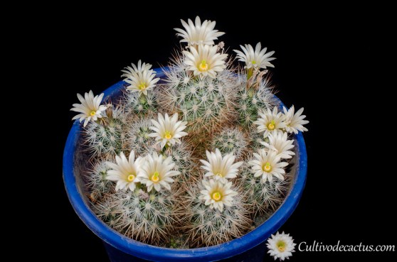 Escobaria lloydii, 28 de Septiembre de 2020