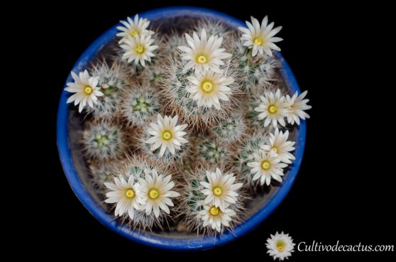 Escobaria lloydii, 28 de Septiembre de 2020