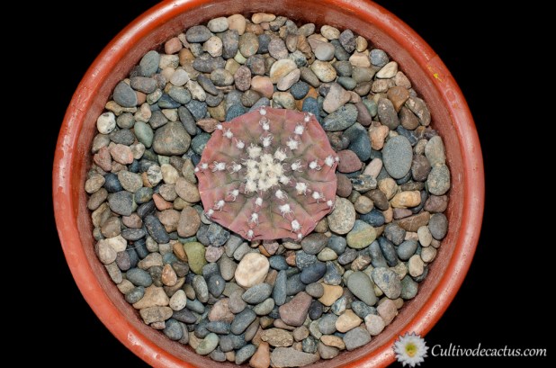 Gymnocalycium quehlianum v. kleinianum