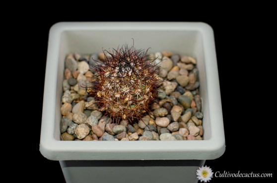 Mammillaria schumannii