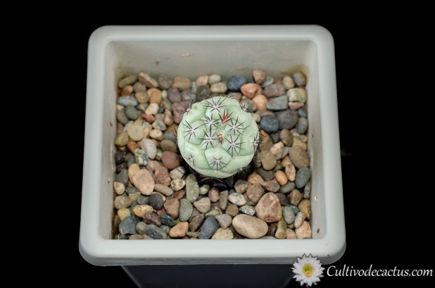 Ortegocactus mcdougalii, 28 de Septiembre de 2020