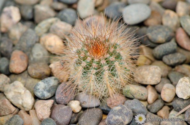 Parodia magnifica var. albiflora