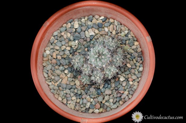 Turbinicarpus gielsdorfianus