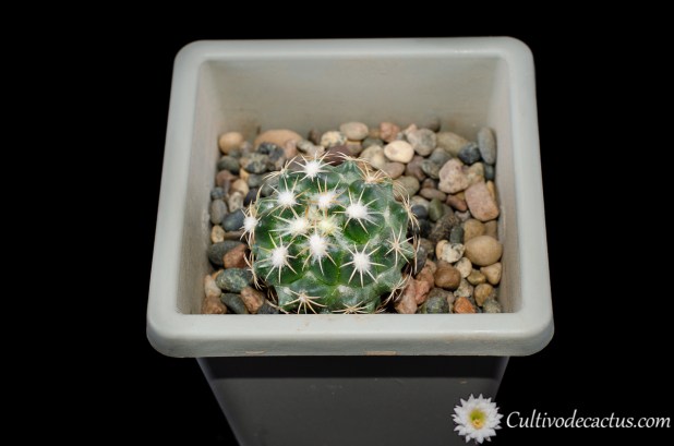 Coryphantha tripugionacantha, 28 de Septiembre de 2020