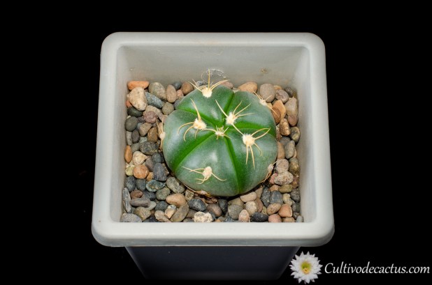 Gymnocalycium horstii subs. buenekeri, 28 de Septiembre de 2020