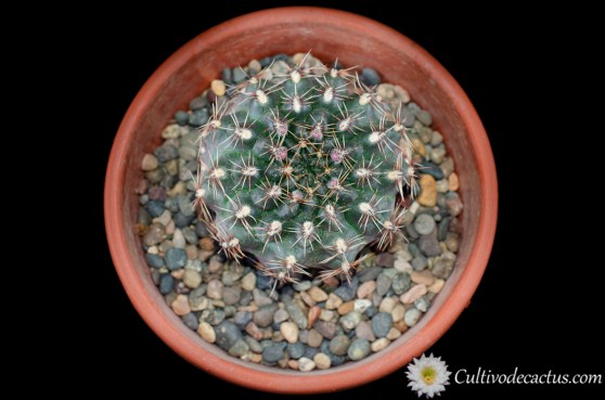 Gymnocalycium glaucum ssp ferrarii, 28 de Septiembre de 2020