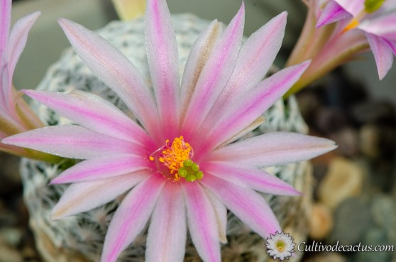 Mammillaria-herrerae-2