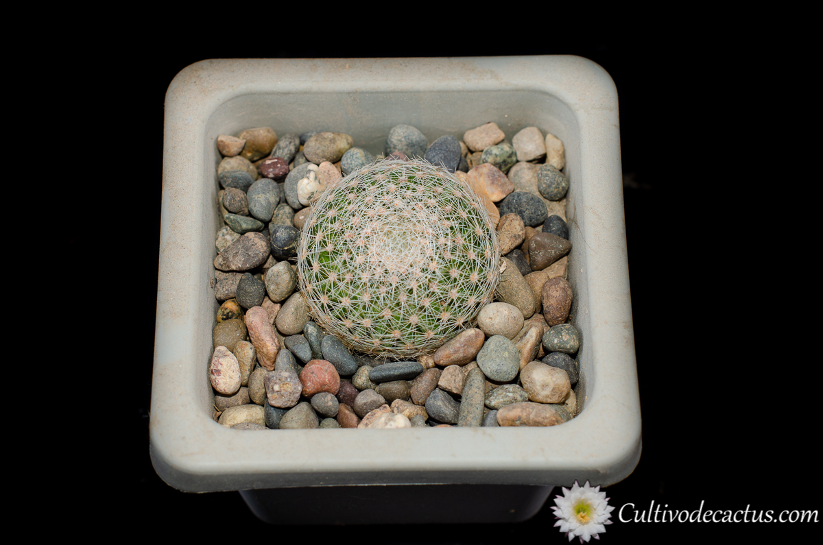 Mammillaria lenta, 28 de Septiembre de 2020